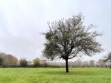 Maison à construire à Le Theil-en-Auge (14130) 2260595-11216annonce120250904tpMSD.jpeg Les Maisons Extraco