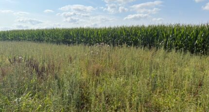 Allouville-Bellefosse Maison neuve - 2346080-11217annonce220251121yF4NH.jpeg Les Maisons Extraco